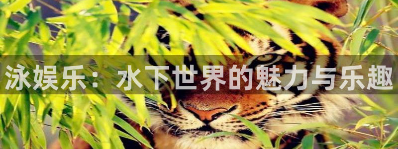 天富平台网页版